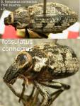 Female
