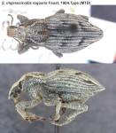 Female