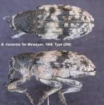 Female