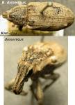 Female