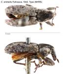 Female