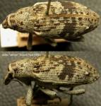 Female