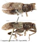 Female
