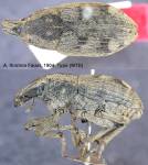 Female
