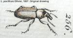 Female