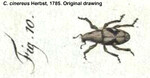 Female