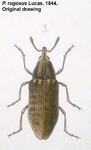 Female