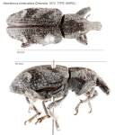 Female