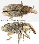 Female