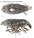 Female