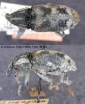 Habitus & Records