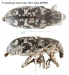 Female
