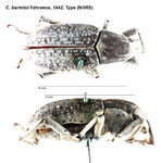 Female