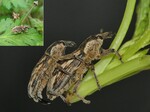 Female