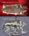 Female