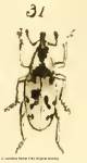 Female