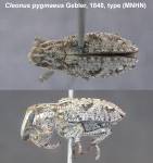 Female