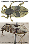 Female