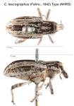Female