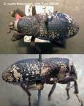 Female